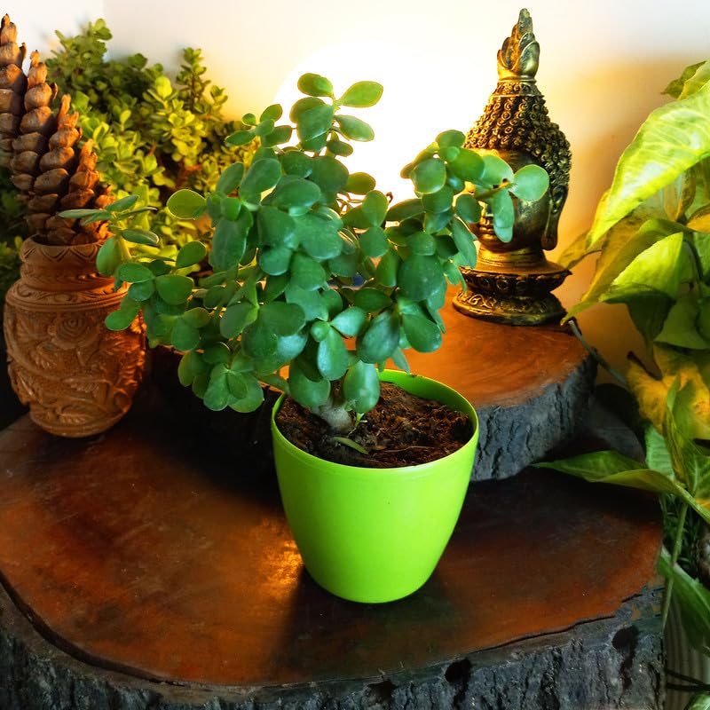 HN Organics Good Luck Indoor Jade Plant with pot | Feng Shui Plant for home | Living room (B09XKND54D) Amazon Price History, Amazon Price Tracker