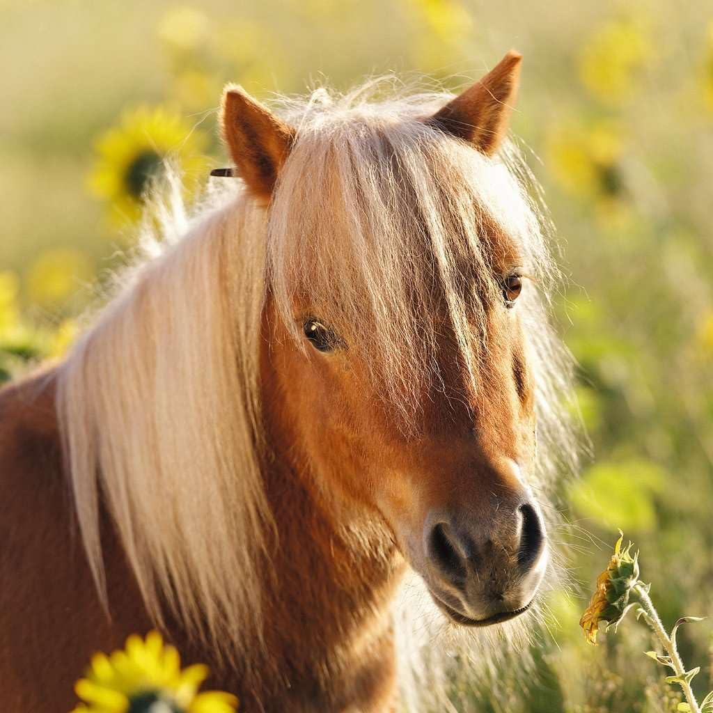 Ravensburger Lovely horses Jigsaw Puzzle (3x49 Piece)