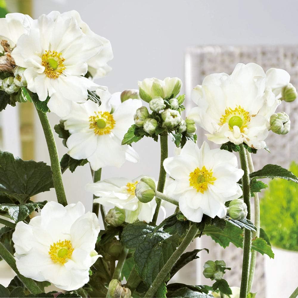 Anemone Plant 'Andrea Atkinson'. 2L Plant. Perennial Flowers. Japanese Anenome
