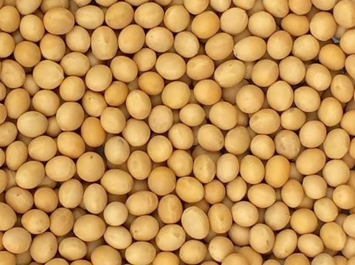 Premium Non-GMO Soybeans - 3 Lbs - Perfect for Soy Milk, Tofu, Natto - 100% Product of USA