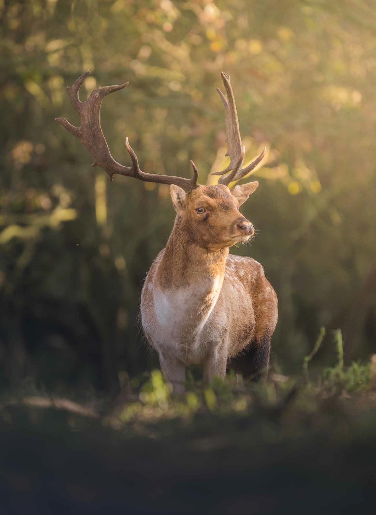 The Beauty of the Netherlands: 10 Years of Photography by Albert Dros