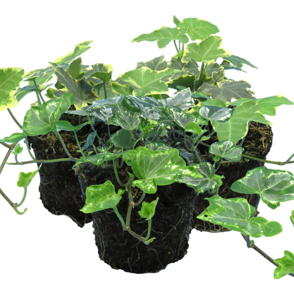 3 x Shimmer Ivy Grower’s Selection – Gold & Silver Variegated Hedera Helix– Fast-Growing Evergreen Climbers for Indoors & Outdoors – Trailing or Climbing Ivy Plants- 10.5cm Ready to Plant