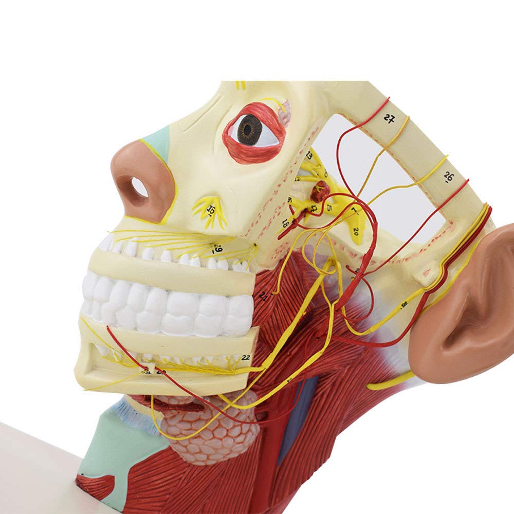 YUANZHOU Modèle De Nerf Principal Modèle De Crâne Modèle D'anatomie du Nerf Cérébral Adaptéà l'enseignement Médical