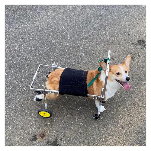 Fauteuil roulant pour pattes arrières paralysées : solution de marche 4 roues