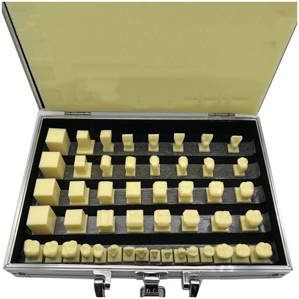 Sjdopulse A 2.5X Magnification Carving Teeth Model - Dental Teeth Study Teaching Model - Carved Teeth Demonstration Model - Simulation Oral Tooth - For Scientific Education (A)