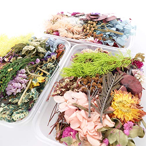 Xnferty Flores de folhas secas prensadas reais, várias margaridas de flores prensadas coloridas com