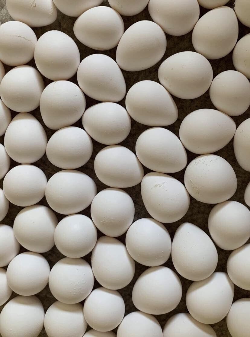 Amazon.com : Bobwhite Quail Eggs for Hatching - Fertile Hatchin Eggs