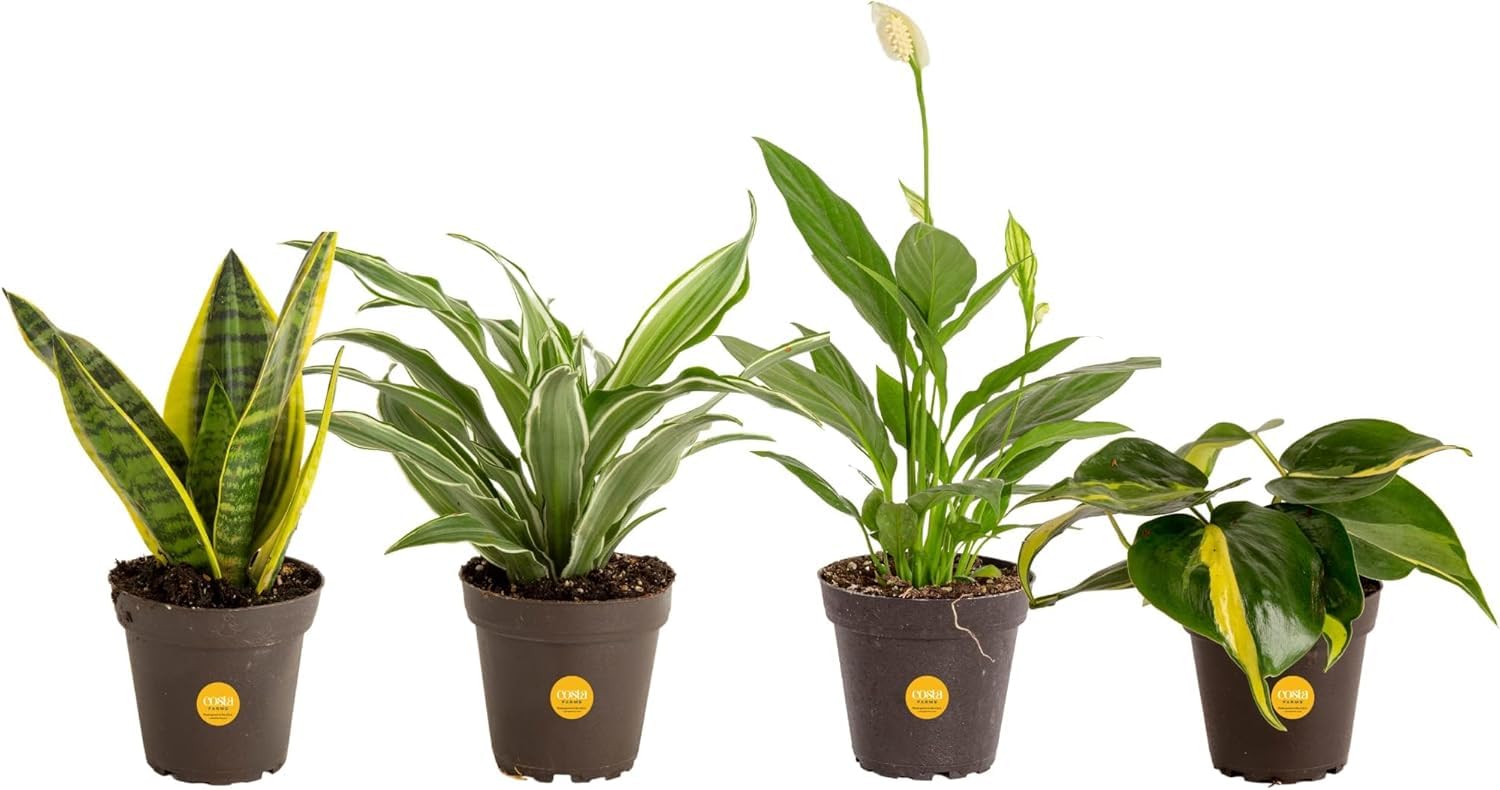 Amazon.com: Costa Farms Live Indoor Plant Pack in Plastic Pots ...