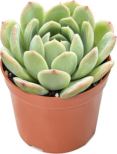 Miniatura 2 de Rare Suculenta Echeveria Agavoides 'Morgain', plantas suculentas vivas totalmente enraizadas en macetas de 4 pulgadas con tierra, planta de casa de