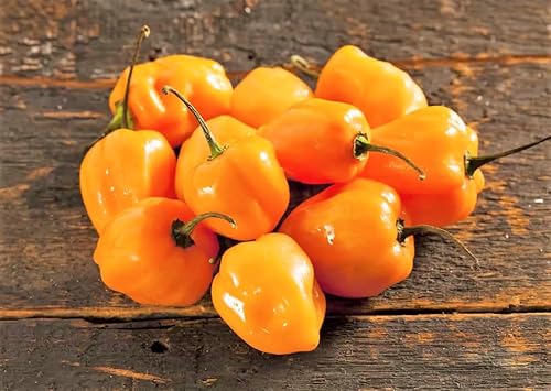 Miniatura 6 de Semillas de pimienta habanero naranja - Paquete de 50 unidades - para 2024 350,000 Scoville Spicy Hot Tropical Pepper Chili Scotch Bonnet