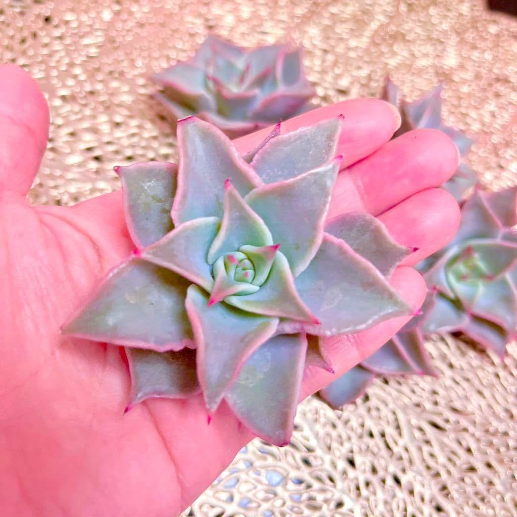 Amazon.co.jp: 韓国苗多肉植物ピンクマディバ美苗カット苗 : DIY