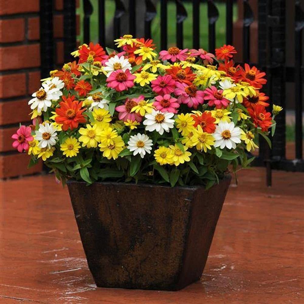 LIVE GREEN Flower Seeds | Zinnia Single Mix Flower Seeds For Home Gardening (60 seeds Pack) (B09BV64S78) Amazon Price History, Amazon Price Tracker