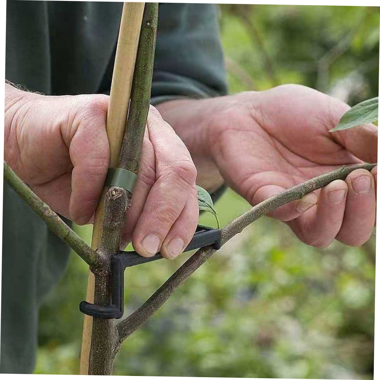 UPKOCH 5 Sätze Pflanzenzweig Trainingsclips Verstellbare Clips Zur Formung Von Obstbaumzweigen Und Hochwertige Pflanzenstützklammern Für Drinnen Und Draußen 10 Stück * 5