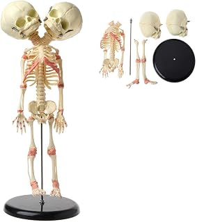 Anatomical Model for Children, Double Head Baby Skull Model, 37 cm Human Double Head Baby Skull Skeleton Anatomy Brain Display Study Teaching Anatomical Model Studying Tool