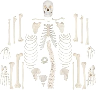 LAZRJ Life Size DISARTICULATED Skeleton Anatomy Model,Complete Disarticulated Human Skeleton 3 Part Human Skull, Life Size Bones, Articulated Hand and Foot Anatomy