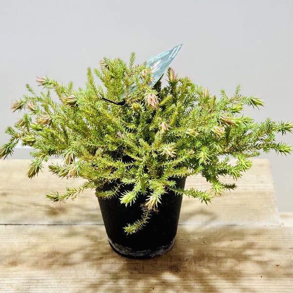 Amazon｜オージープランツ おしゃれ 鉢花 観葉植物：ダーウィニア