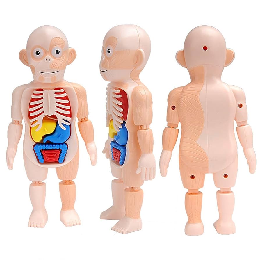 Amazon.co.jp: 人体模型 おもちゃ 人体解剖モデル 理科室の模型