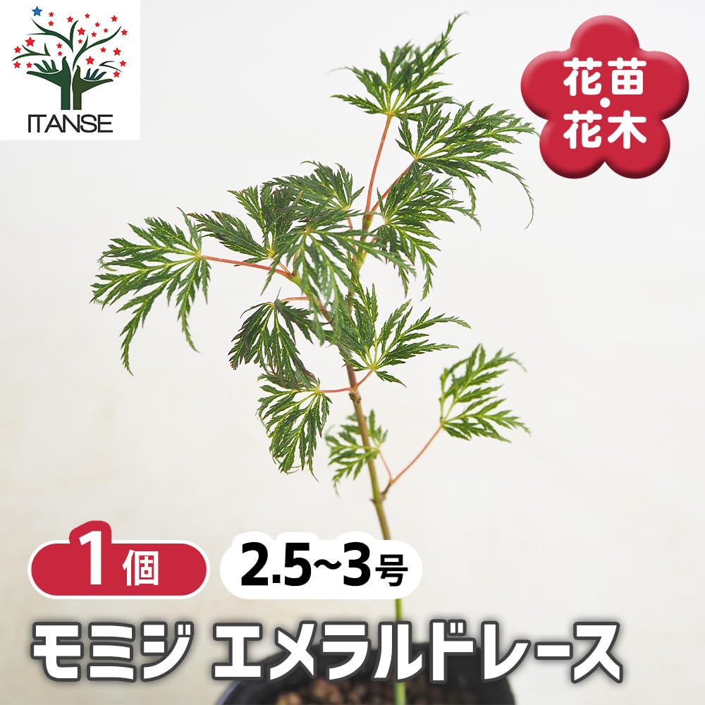 Amazon.co.jp: ITANSE モミジ エメラルドレース 2.5～3号 1個