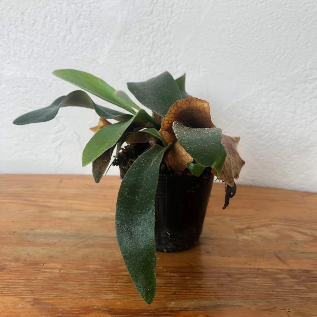 Amazon｜ビカクシダ ヒリー(P. hillii)胞子培養株｜観葉植物