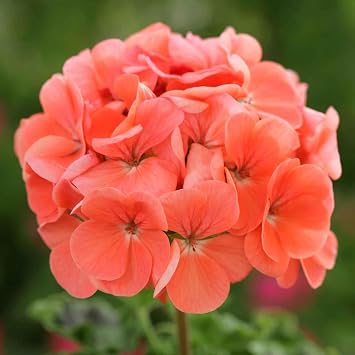 Eden Brothers Geranium Seeds - Horizon Deep Salmon