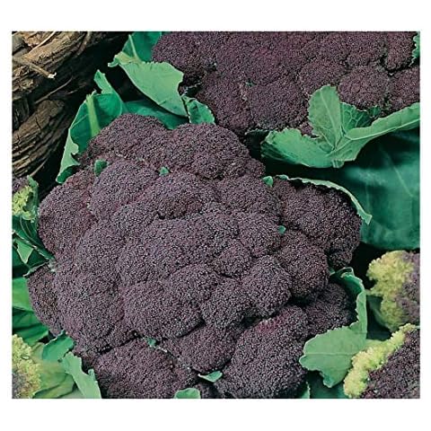 Premier Seeds Direct Italian Cauliflower Seeds Cover