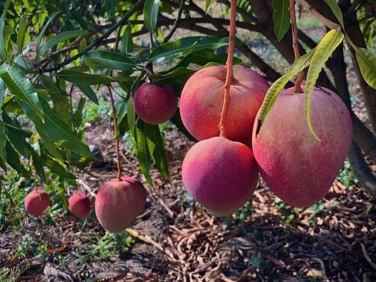 Red Apple Mango Plant, Fruit-Bearing Tree All Time Sweet Mango Grafted Fruit Live Plants (1-2 Ft Size) (B0D6C3BH6Z) Amazon Price History, Amazon Price Tracker
