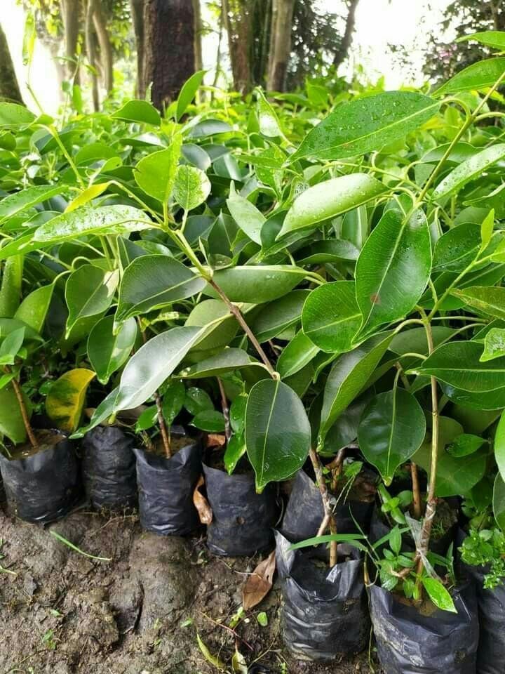 Image of LIVE PLANTS (SMALL, JAMUN)
