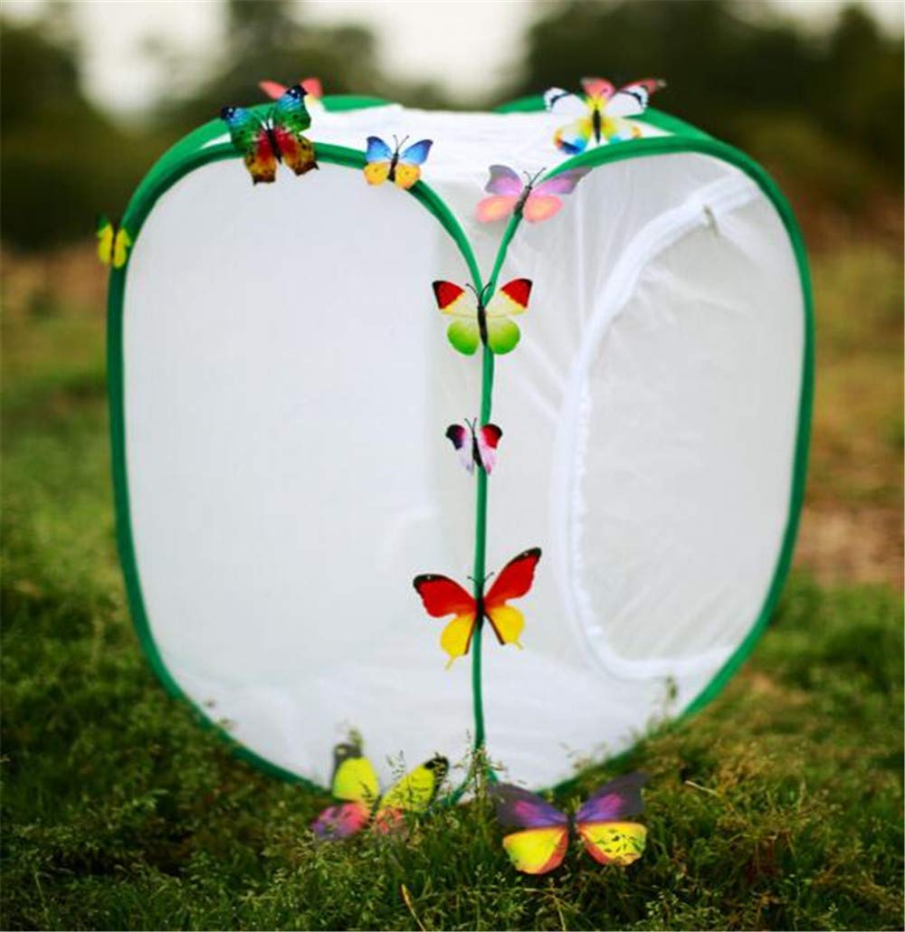 Buy Collapsible Insect And Butterfly Habitat Net, Tall Monarch