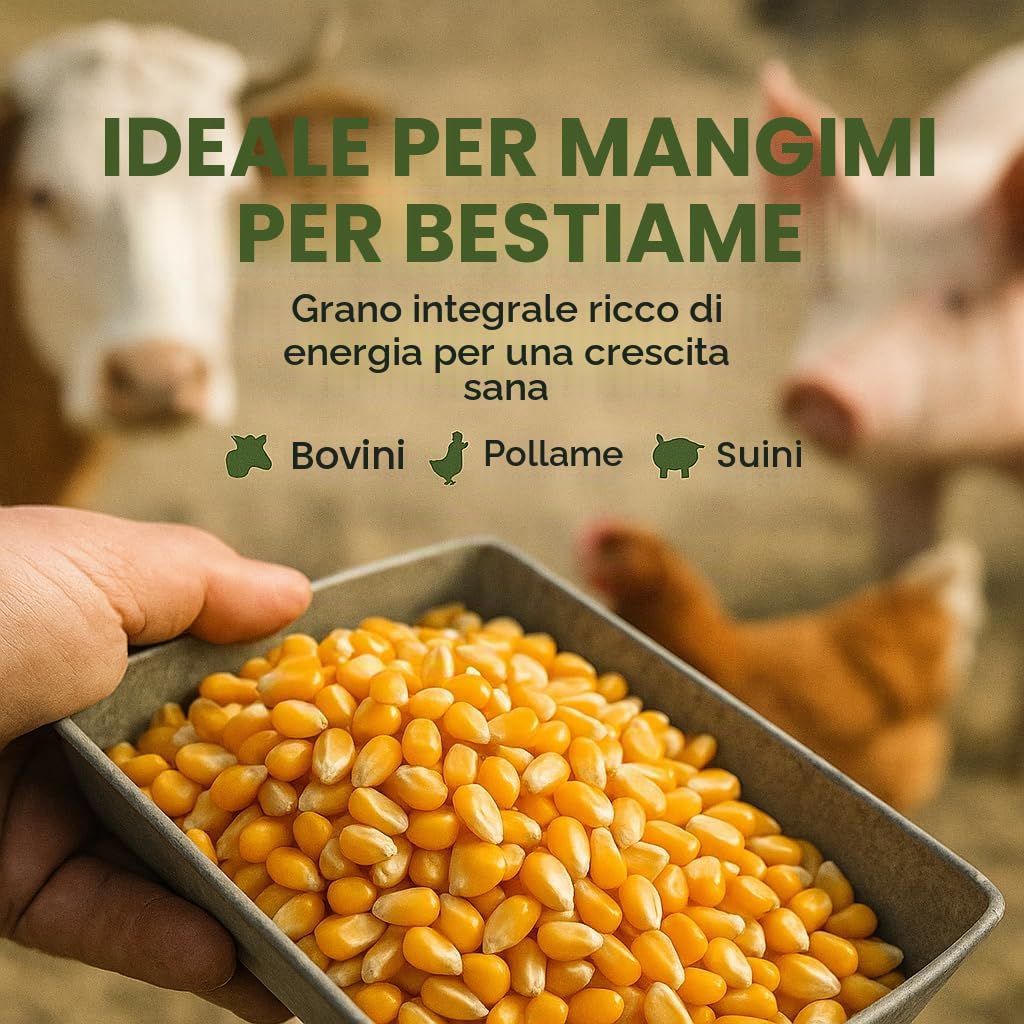 GiDeli Mais giallo intero 30 kg – Grani secchi – Mangime per galline e