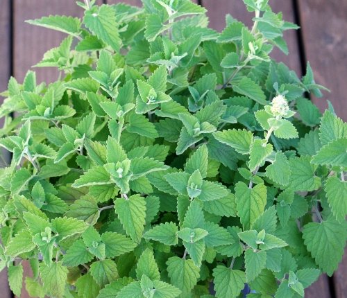 Catnip Herb Seeds- Your cat Will Love You- 400+ Seeds