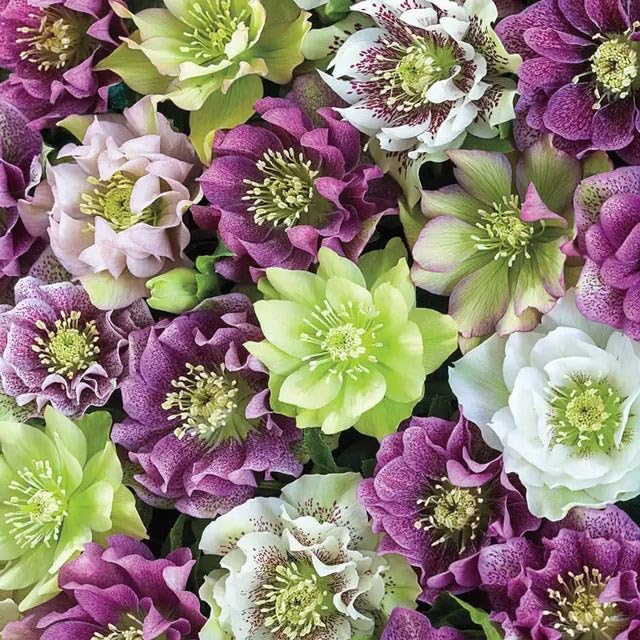 Hellebore Seeds for Planting 150+ Lenten Rose & Christmas Rose Mix Perennial Winter-Blooming Flowers Shade-Loving Non-GMO Heirloom Seeds for Garden Borders Woodland Gardens & Containers