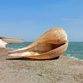 海の神秘　巨大貝殻　貝殻　コレクション　全25〜　珍品　奇品　南洋 海の神秘 巨大貝殻 貝殻 コレクション 全25〜 珍品 奇品 南洋