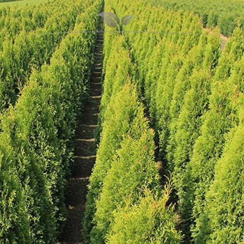thuja brabant 180 200 cm Thuja Brabant 190/200 cm 30 Litre Pot — Grasslands Nursery main image 0