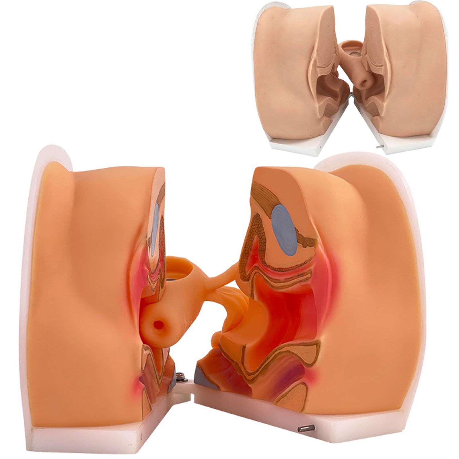 Gynecological Contraceptive Guidance Model, IUD Training Model, 1:1 Real Size, Soft Silicone Material, Female Reproductive Anatomy Model, Cervical Uterus Vagina Ovary Structure Display, for Study