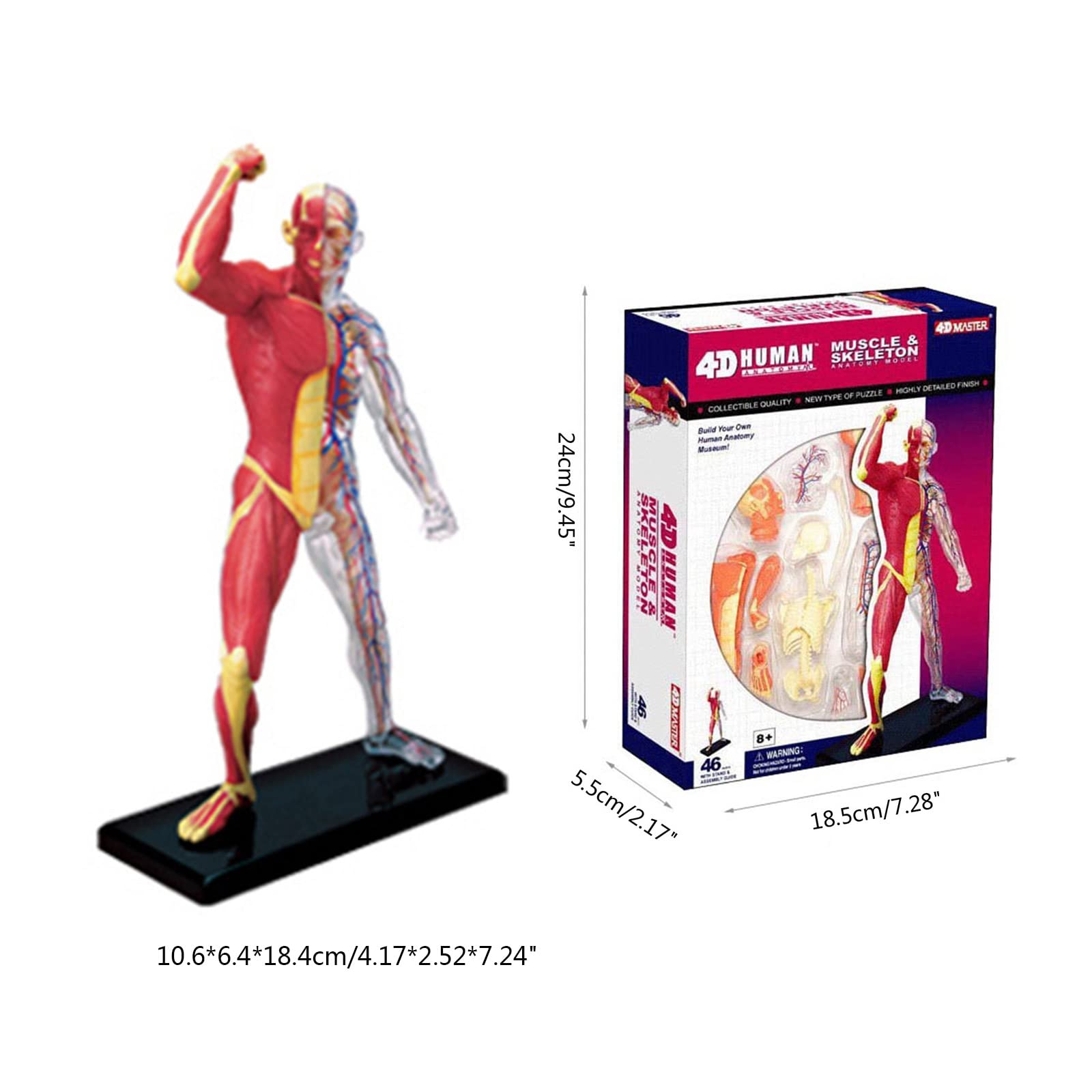 Modello in miniatura del muscolare Anatomia umana Modello scheletro muscolare Strumento didattico medico per studio medico e visualizzazione Anatomia del muscolare per bambini