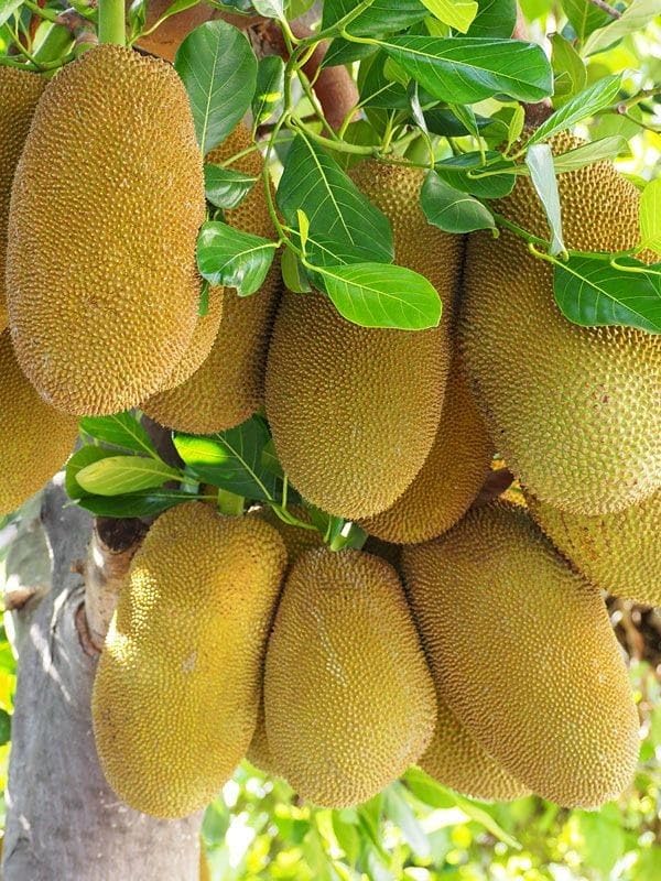 GreenWorld Special Sweet All Time Jackfruit Plant (GRAFTED) Healthy Thailand Variety,''Fruit After 1 Year''