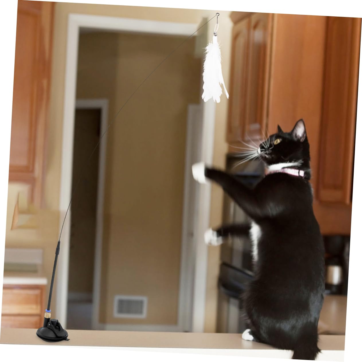 VANZACK 5sets Giocattoli Interattivi Per Gatti Con Piume e Ventose Di Cannette Teasing Per Gioco e Rafforzare Con Tuo Felino