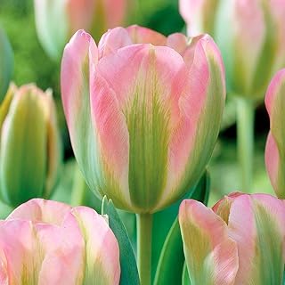 10 x Tulipa Viridiflora Groenland – Spring Flowering Tulip Bulbs – Perennial – Unique Soft Green Feathering Blooms – for Your Beautiful Garden