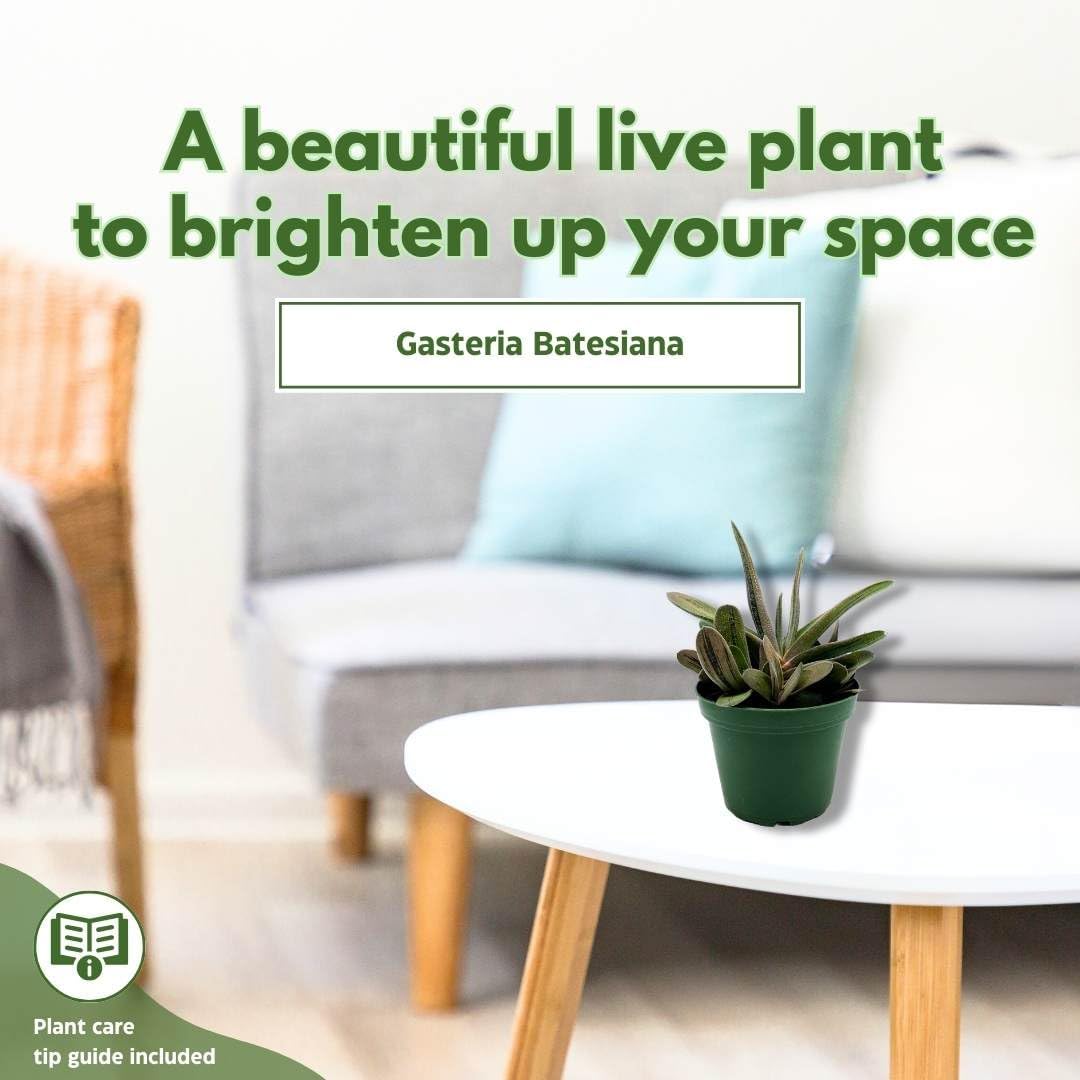 BubbleBlooms Gasteria batesiana Cow Tongue, in a 4 inch Pot