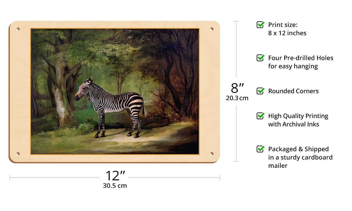 Amazon.com: Queen Charlotte's Zebra - From an Original Color