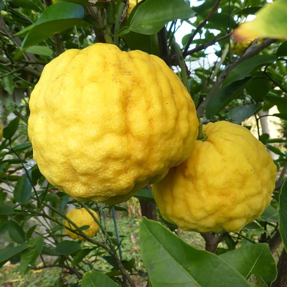 黄色の柚子の鉢植え 約1.5メートル 獅子柚子 お庭が無い方、土地 黄色の柚子の鉢植え 約1.5メートル 獅子柚子 お庭が無い方、土地