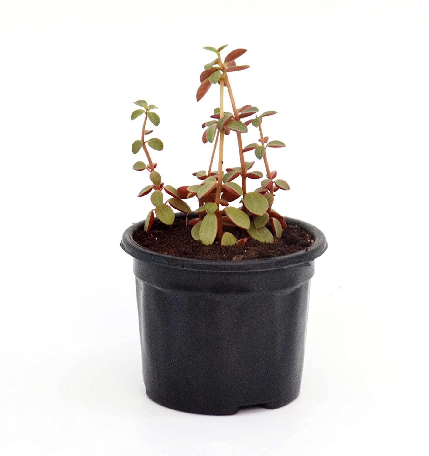 India gardening Peperomia Verticillata, Red Log Bambino Plant (B0BRCXVNDG) Amazon Price History, Amazon Price Tracker