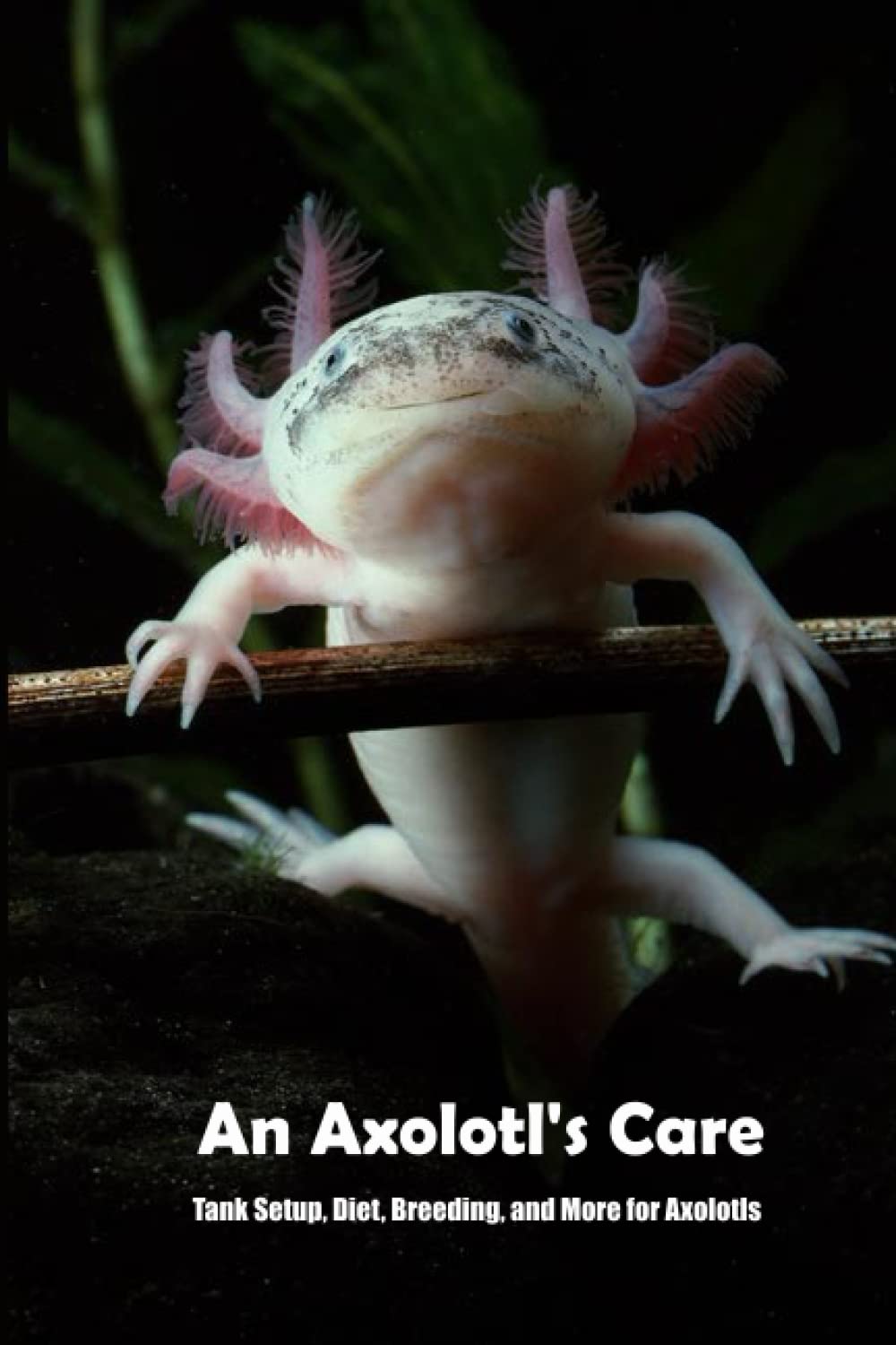 Buy An Axolotl's Care Tank Setup, Diet, Breeding, and More for