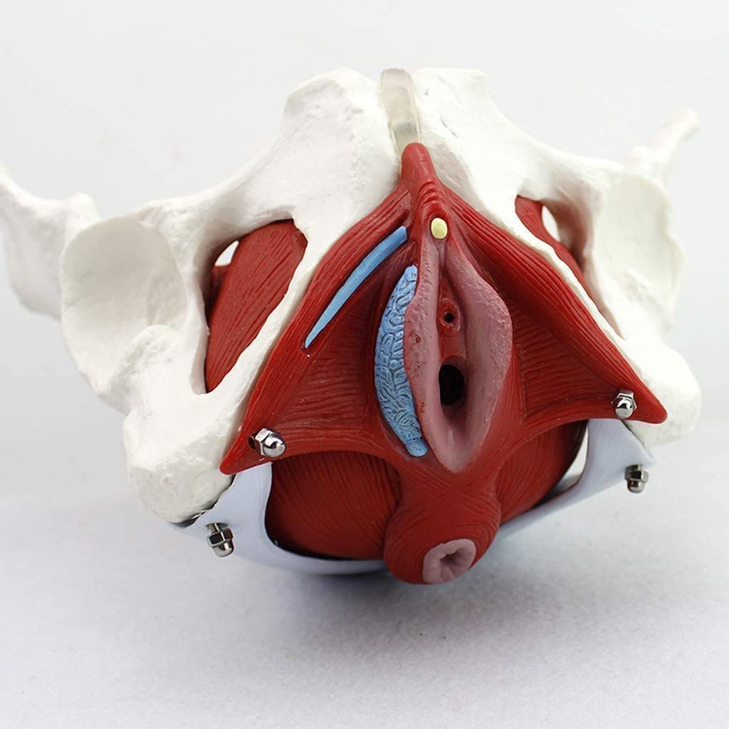Tryb Nauczania Anatomii Miednicy Kobiecej W Medycynie: Anatomia Dna Miednicy Usuwalnych Narządów Pod Kością Łonową, Obecnie Model Mięśni