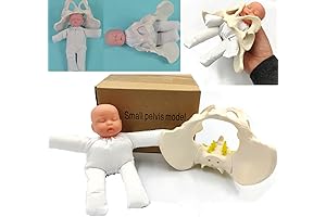 Childbirth Demonstration Pelvis Model for Education and Healthcare Professionals