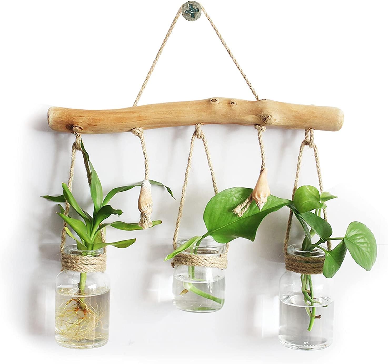 Terrarium Plants Glass Air Plant Hanging Terrarium Plants