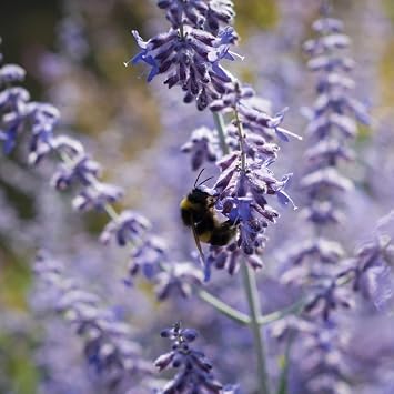 Thompson & Morgan Hardy Perennial Russian Sage ‘Blue Spire’ Flowering Shrub, Potted Garden Plants Ideal for Cottage Gardens, Patio and Containers (2 x 3.5 Litre Pot)