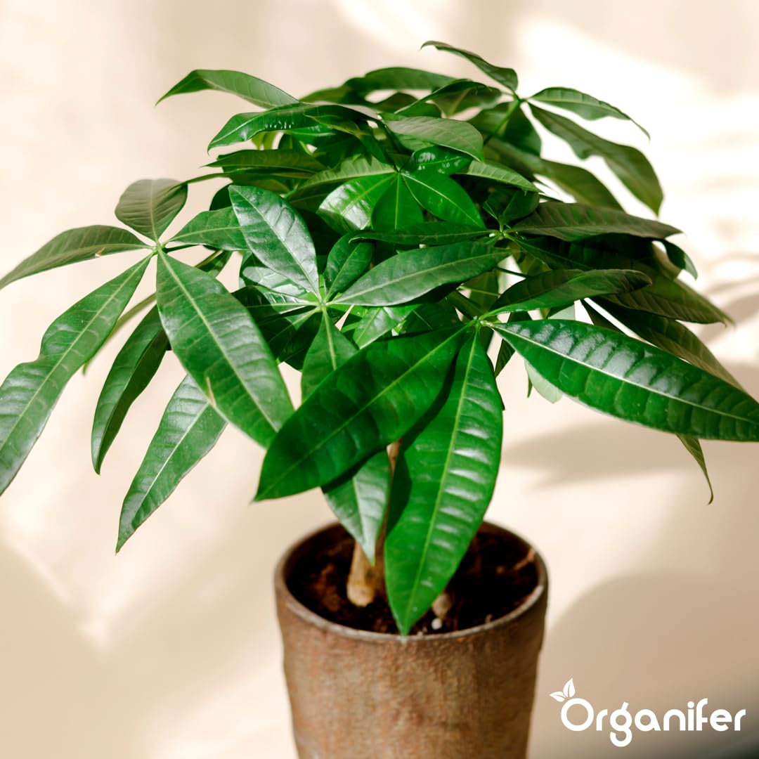 Fertilizzante liquido organico 1L per albero dei soldi – piante forti e fogliame rigoglioso – Organifer