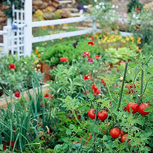 Fruit Combo Pack Raspberry, Blackberry, Blueberry, Strawberry, Apple (Organic) 525+ Seeds 647923989472 Self Fertile + 5 Free Plant Marker - Stocking Stuffers Fruit Combo Pack Raspberry, Blackberry, Blueberry, Strawberry, Apple (Organic) 525+ Seeds 647923989472 Self Fertile + 5 Free Plant Marker - Stocking Stuffers