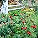 Fruit Combo Pack Raspberry, Blackberry, Blueberry, Strawberry, Apple (Organic) 525+ Seeds 647923989472 Self Fertile + 5 Free Plant Marker - Stocking Stuffers